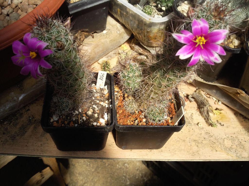 Mammillaria mazatlanensis